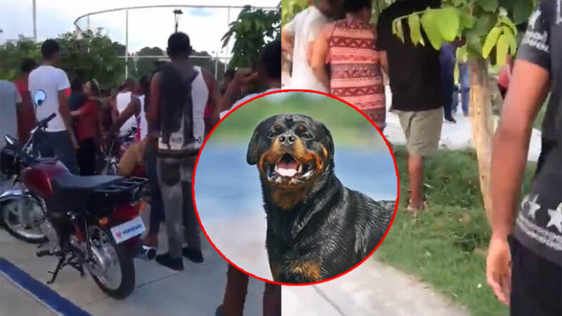 Perro Rottweiler ataca niño y motorista le salva la vida