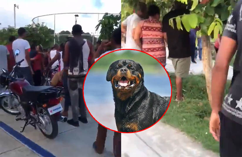 Perro Rottweiler ataca niño y motorista le salva la vida