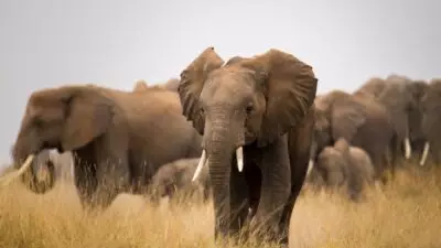 ¡Todo por una foto! Elefantes pisotean hasta la muerte a un turista en Sudáfrica